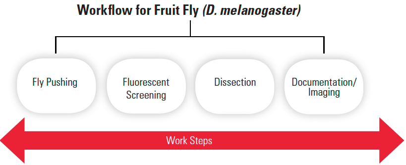 Workflow for describing the sequence of work steps typically done in fruit fly laboratories.