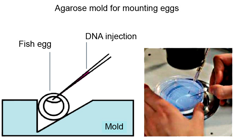 Fig. 10: Injection of DNA into the fish or frog egg can be more easily done when using a mold. The example here is made from 2% low melting (LM) agarose gel. The mold has trenches which help to hold the egg in place while viewed with the microscope during injection.
