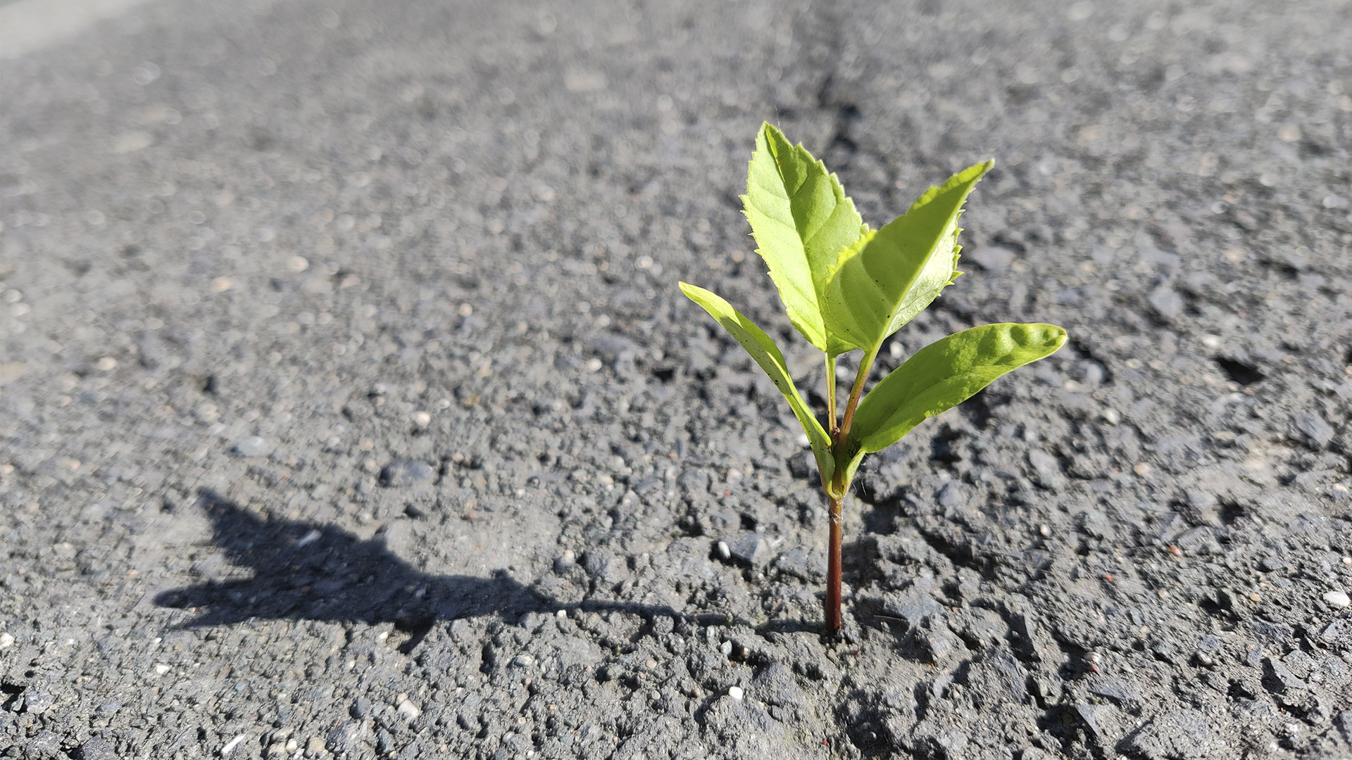 Environmental stewardship: Plant growing