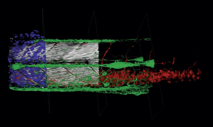 Zebrafish Embryo · Courtesy of Lionel Newton, EMBL Heidelberg · Green: Lateral line primordium (GFP), Red: Neuronal marker (DsRed); Blue: Nucleus marker (BFP), Gray: Muscles (SHG)