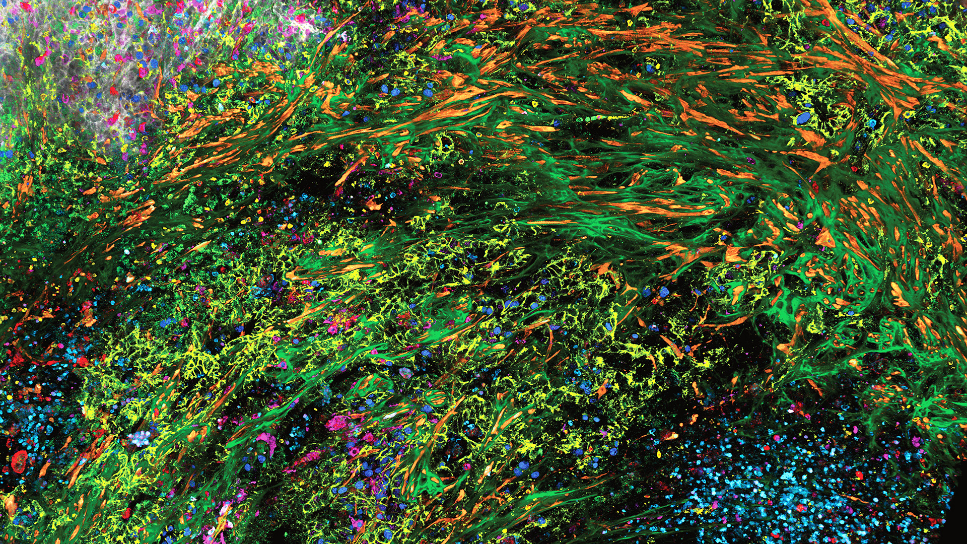 3D high-plex imaging in cancer immunology