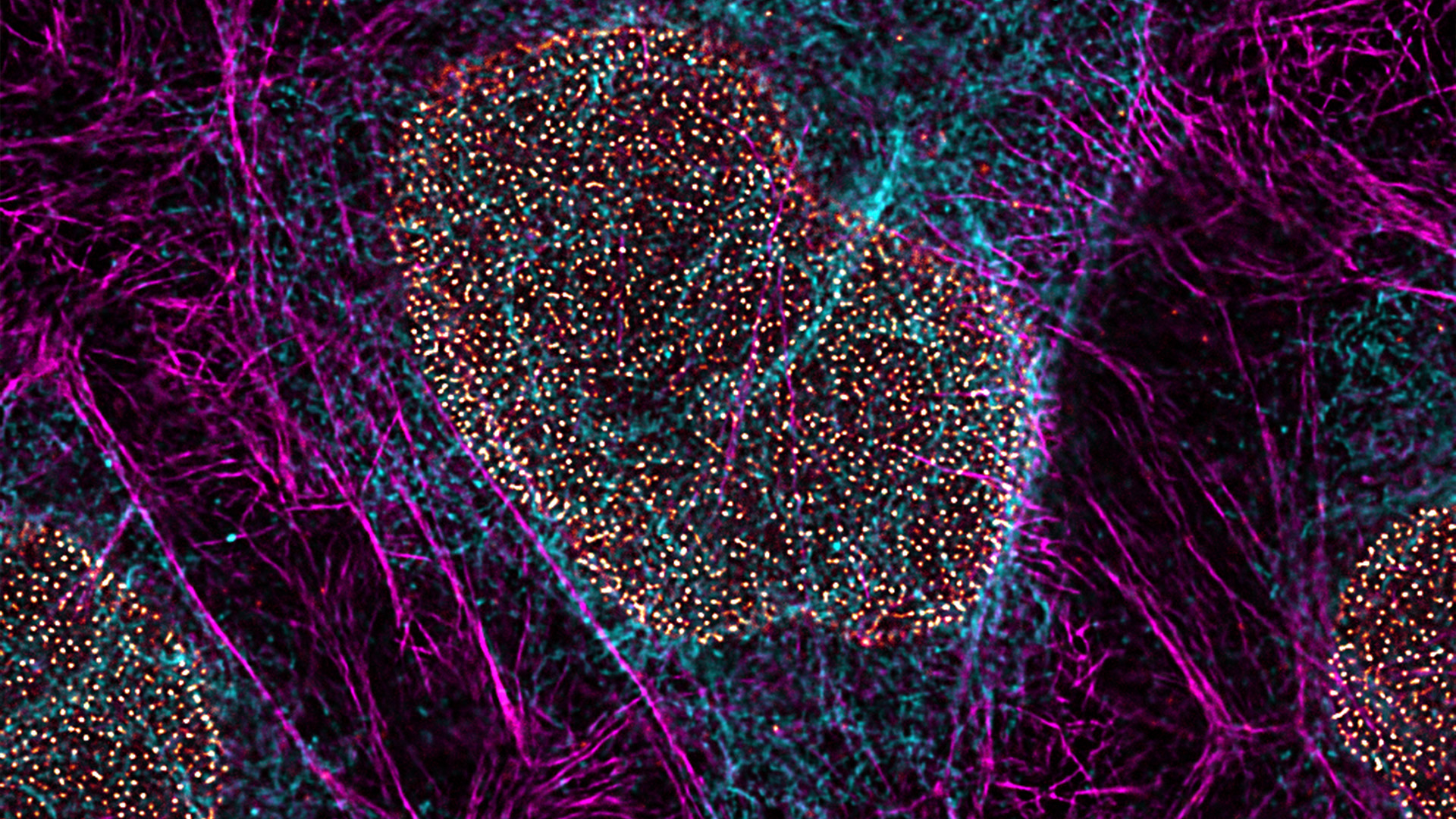 Image acquired with TauSTED Xtend. 3 color STED sample. Cyan: Vimentin, AF594. Magenta: Phalloidin-Actin, Atto 647N. Glow: NUP 107,  CF680R. Sample Courtesy of: Dr. Mariano Gonzales Pisfil and Dr. Steffen Dietzel, Core Facility Bioimaging at the Biomedical Center Ludwig-Maximilians-Universität München, Germany. 