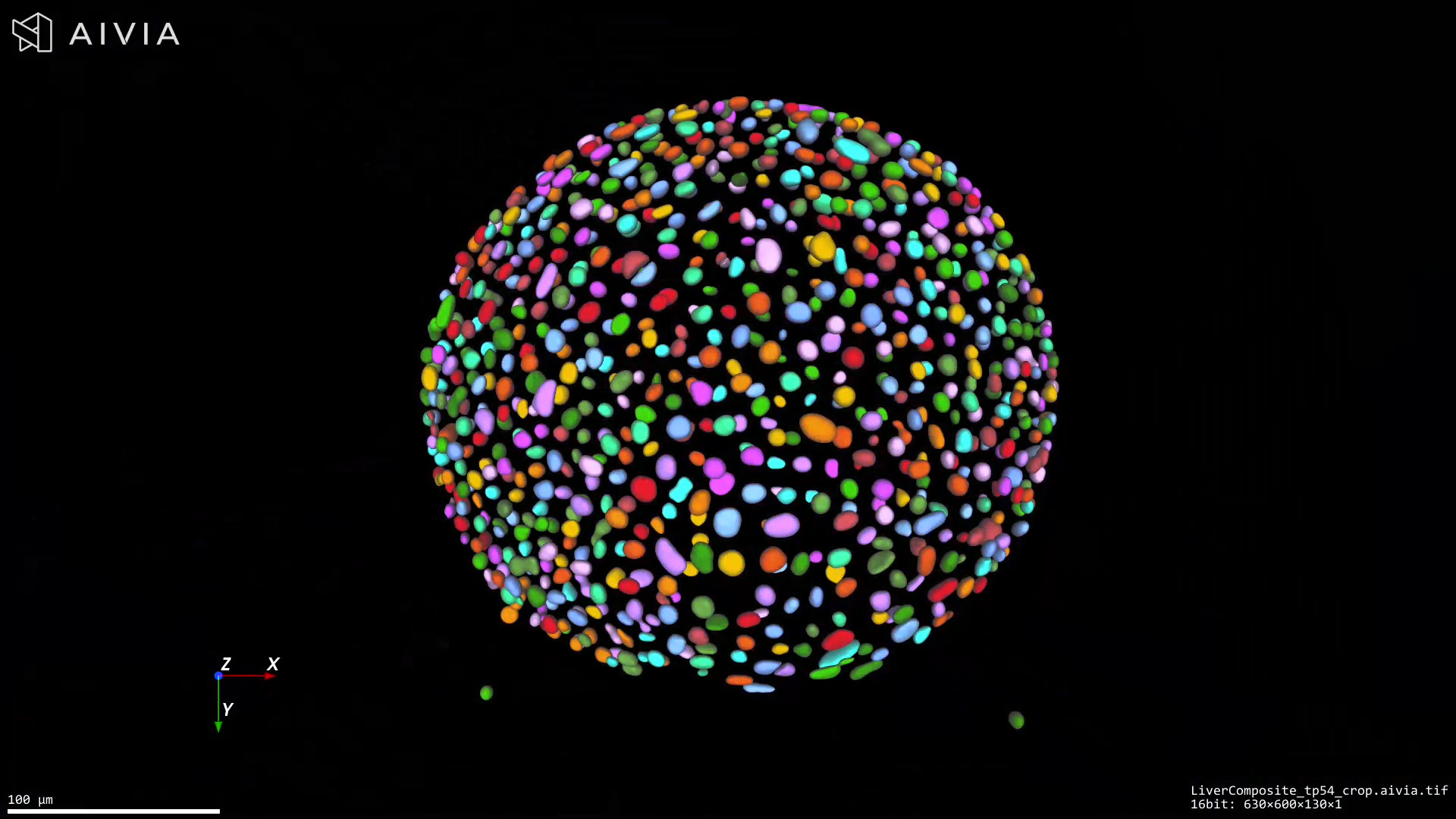 Murine liver organoid acquired using Viventis Deep, showing nuclei (H2B-mCherry, magenta) and cell membranes (mg-GFP, cyan). 3D reconstruction and segmentation using Aivia AI Image Analysis Software. 