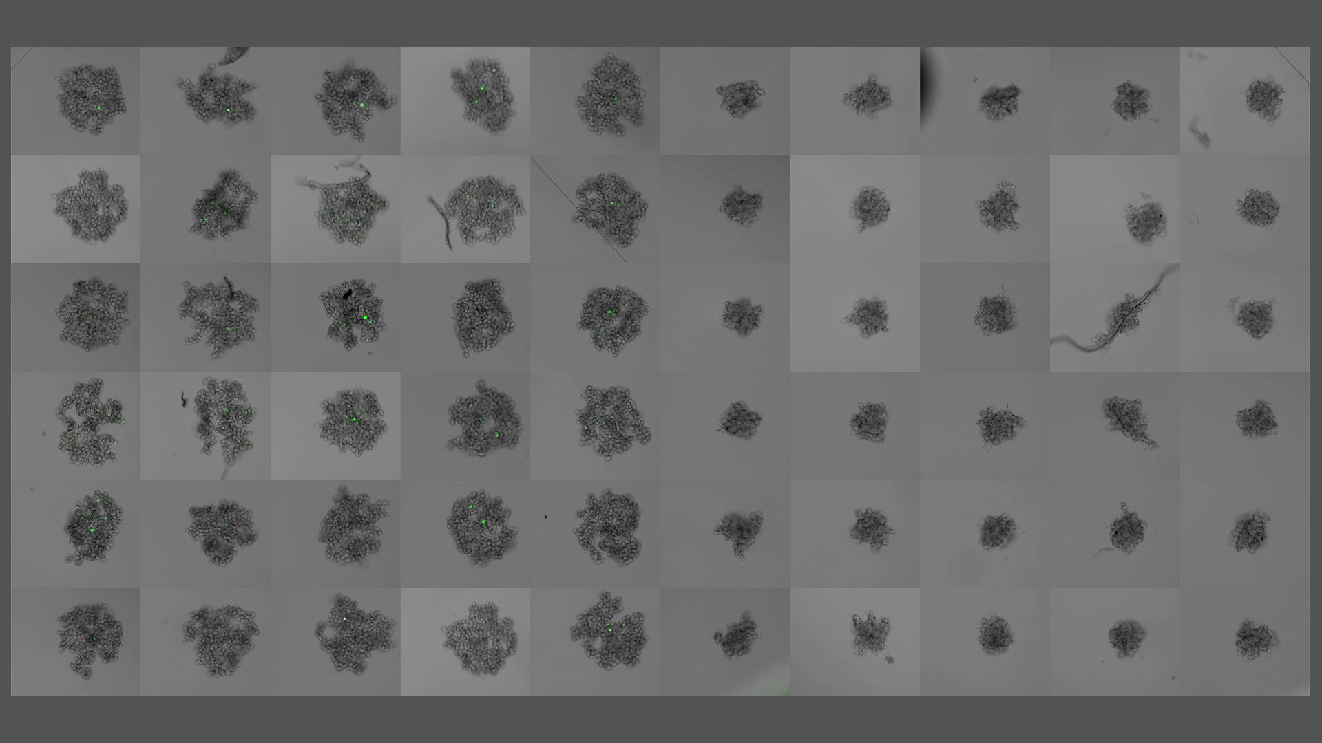 Formation of 3D spheroids from 1000 stably transfected MDCK MX1-GFP cells per well (left half) and 1000 U2OS cells per well (right half). Green; GFP, Gray; integrated modulation contrast. 60 hr time-lapse with 30 min intervals acquired using Mica.