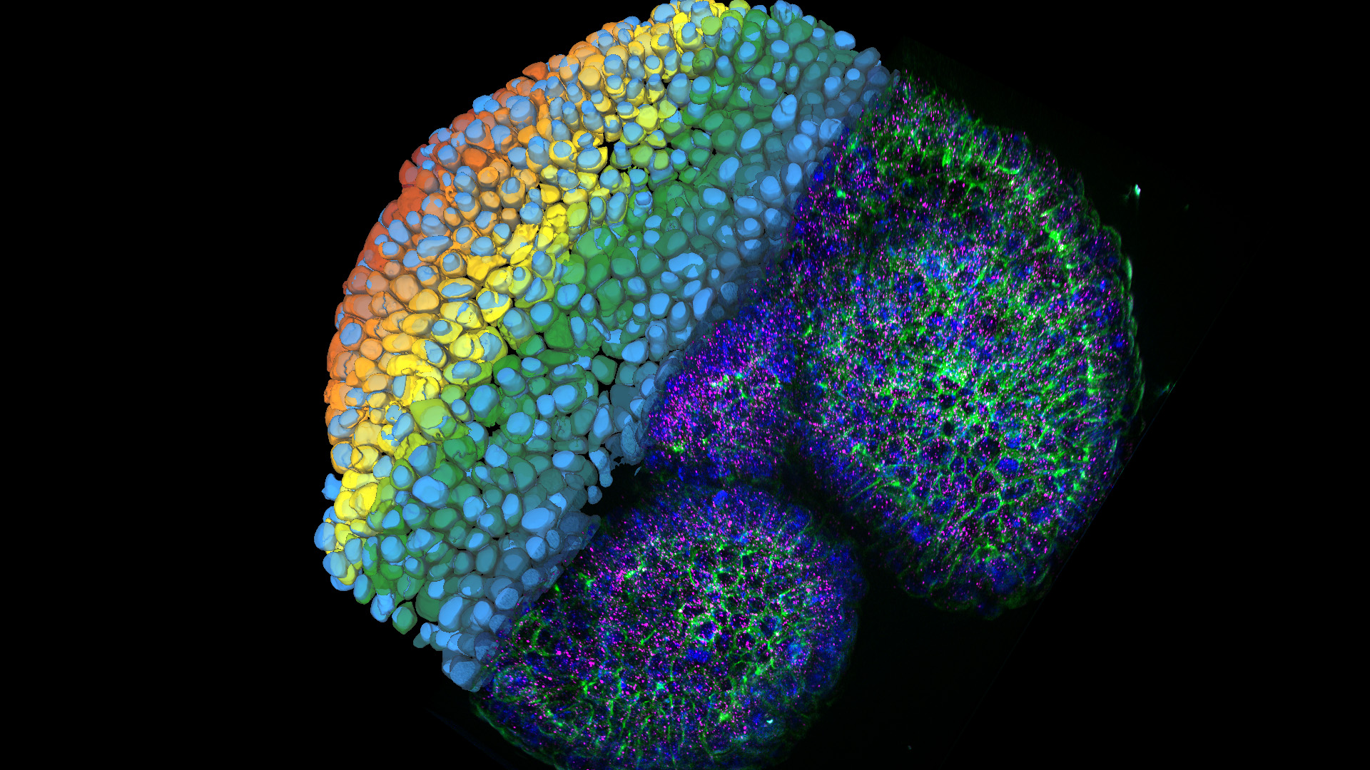 Intestinal organoid with different fluorescent labels highlighting cellular features, and a FISH probe, with an overlaid Aivia segmentation analysis. Courtesy of Prof. Dr. Andreas Moor, Systems Physiology laboratory, Department of Biosystems Science and Engineering, ETH Zurich, Switzerland. 