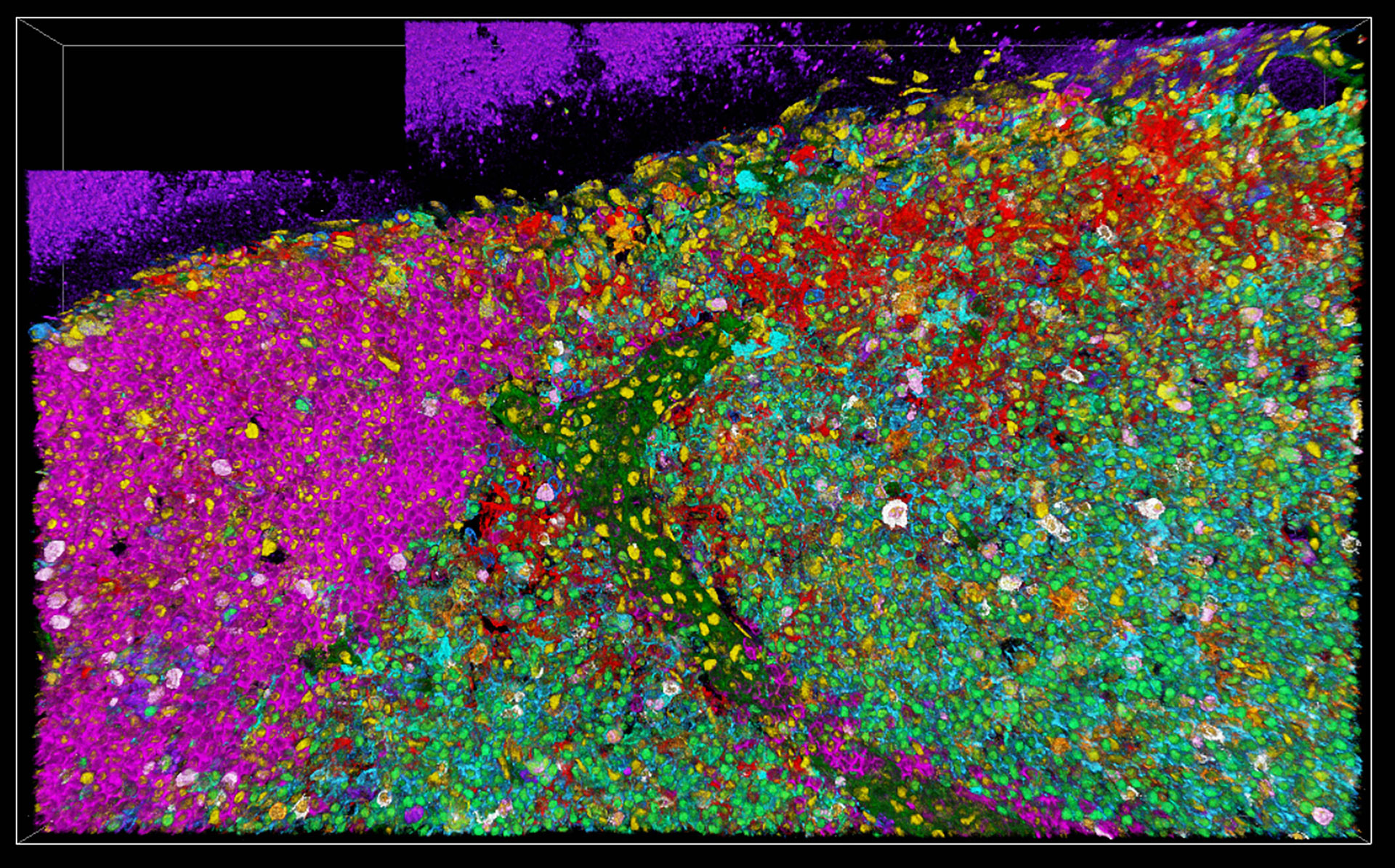 3D 15-plex imaging for phenotyping in immune response. Image acquired using STELLARIS with SpectraPlex. Roberti J., Hecht F., Gai E., Straka T., Holzmeister S., Steinmetz I., Wong H., Alvarez L. Nat. Methods (2024). 