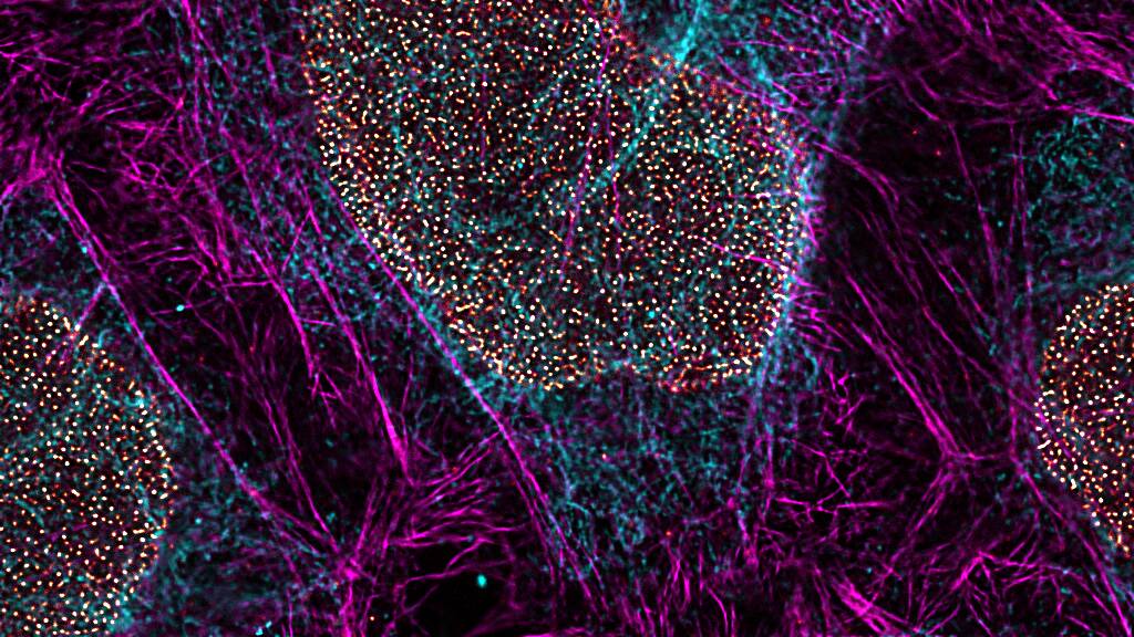 Super-resolution image of intracellular structures using a STELLARIS STED microscope and TauSTED Xtend. The magenta color shows actin filaments stained with ATTO 647N.