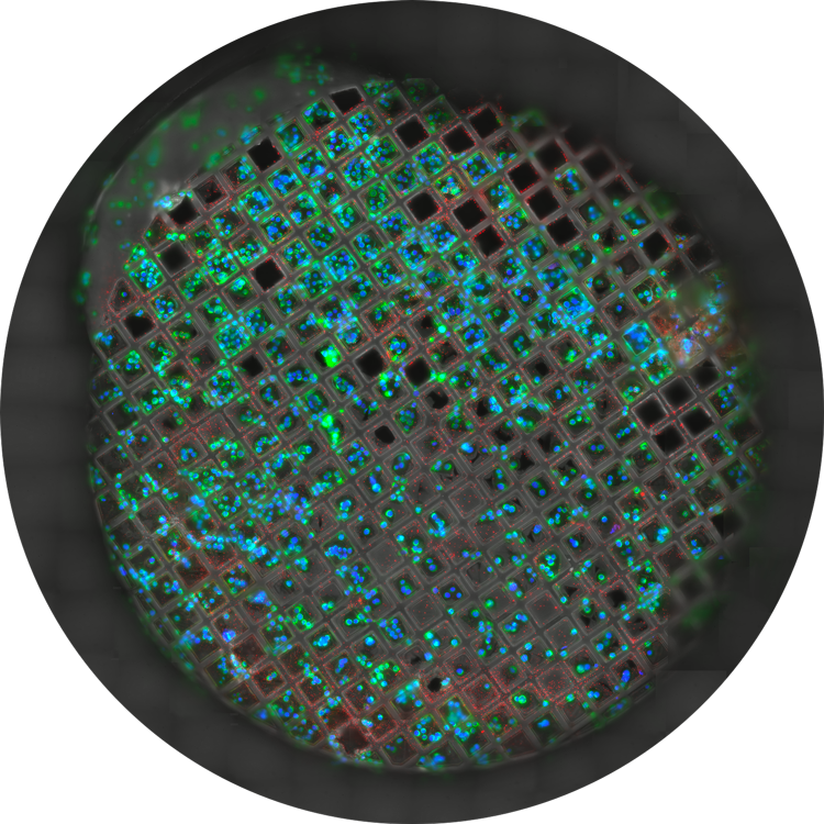 Panoramica a fuoco di una griglia completa con diverse modalità per l'identificazione dei difetti della griglia, punti di riferimento per l'allineamento e la distribuzione del target