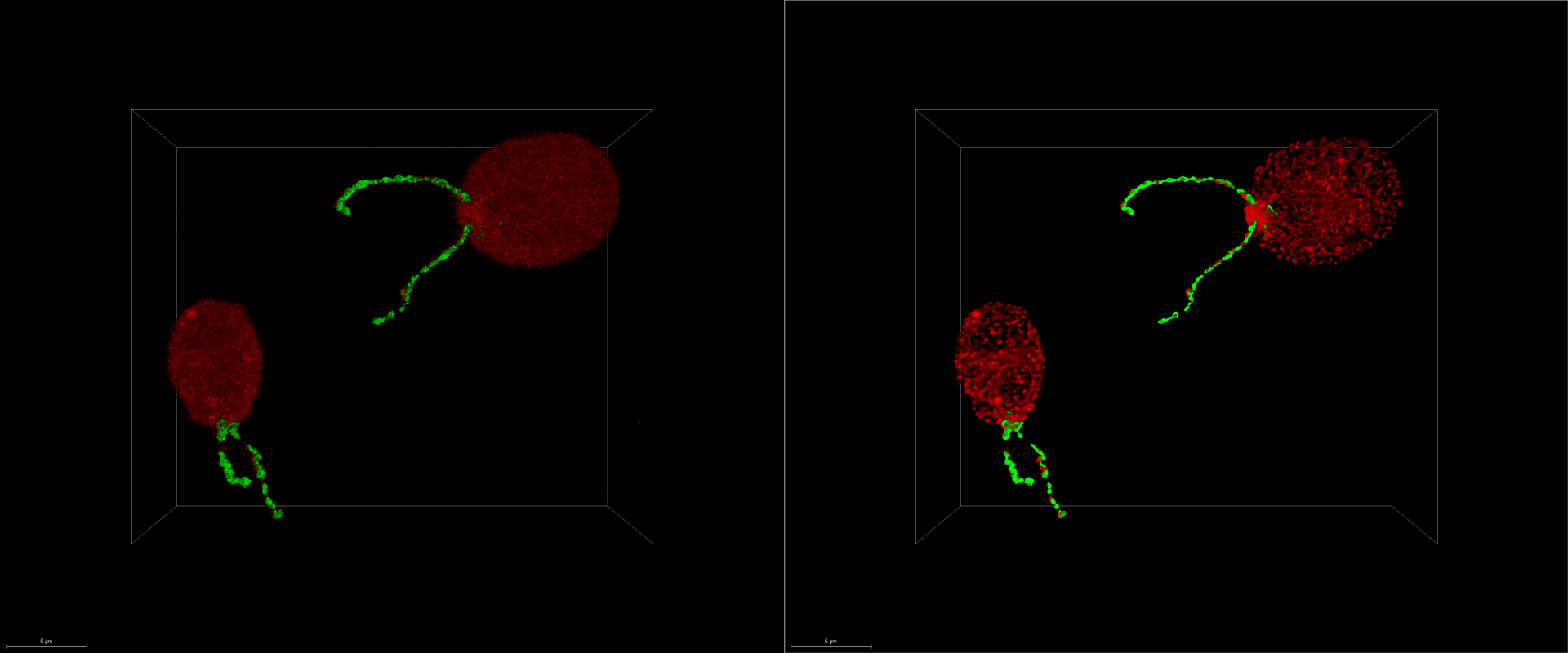 Chlamydomonas reinhardtii, due diversi tipi di proteine di trasporto intraflagellari, IFT-NeonGreen e IFT-mCherry. Campioni gentilmente forniti da Pigino-Lab, Max-Planck Institute of Molecular Cell Biology and Genetics, Dresda, Germania.