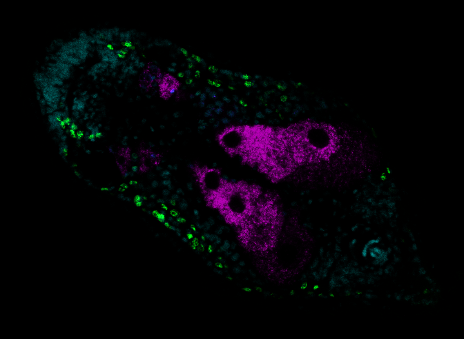 Leica Live Cell Imaging : A BITESIZE GUIDE TO LIVE CELL IMAGING – DDHAT