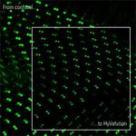 Whitepaper: HyVolution – Super-Resolution Imaging with a Confocal Microscope