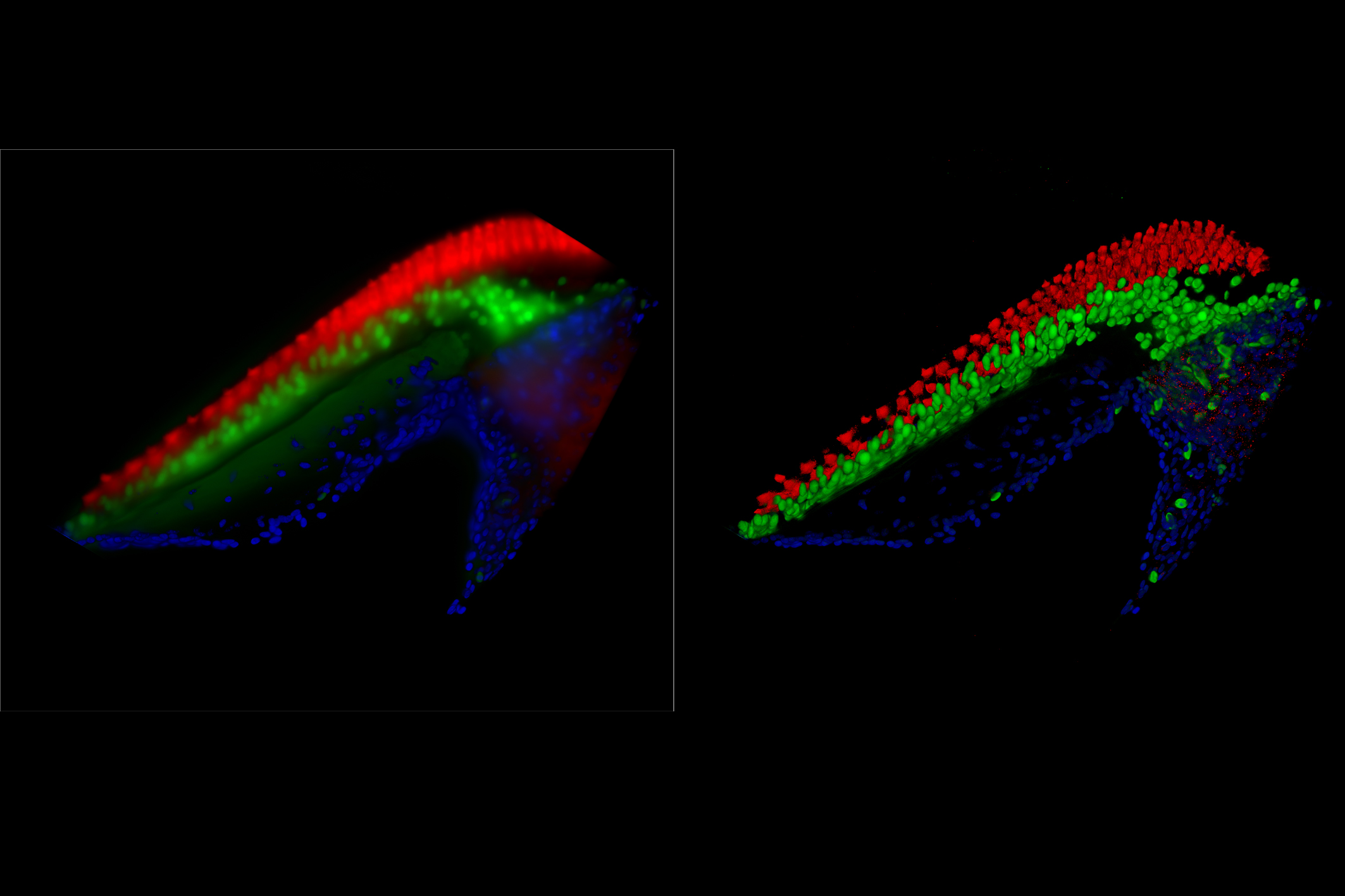 Cochlea cell - THUNDER Imager 3D Tissue