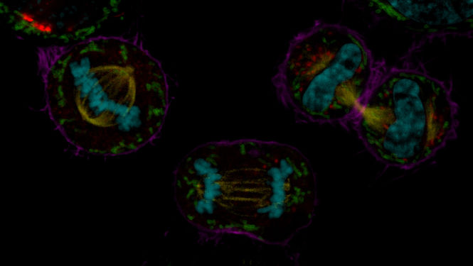 COS7 mitotic cells. Chromatin (cyan, mCherry), mitotic spindle (yellow, EGFP), Golgi (red, Atto647N), mitochondria (green, AF532), actin filaments (magenta, SiR700). Sample courtesy: Jana Döhner, Urs Ziegler, University of Zürich; cells expressing mCherry were a kind gift of Daniel Gehrlich. SiR was a kind gift of Spirochrome