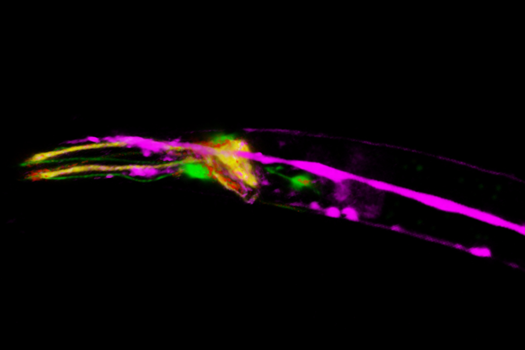 separated 3D confocal image of C. elegans neurons