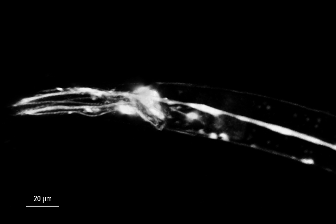 intensity 3D confocal image of C. elegans neurons