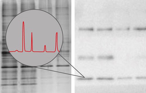 Reliable proteomics results. Examples of a gel and Mass spectrometry data.