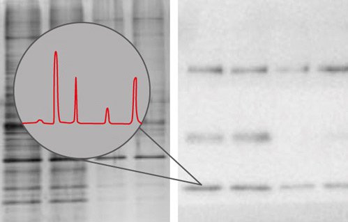 Reliable proteomics results. Examples of a gel and Mass spectrometry data. Reliable proteomics results. Examples of a gel and Mass spectrometry data.