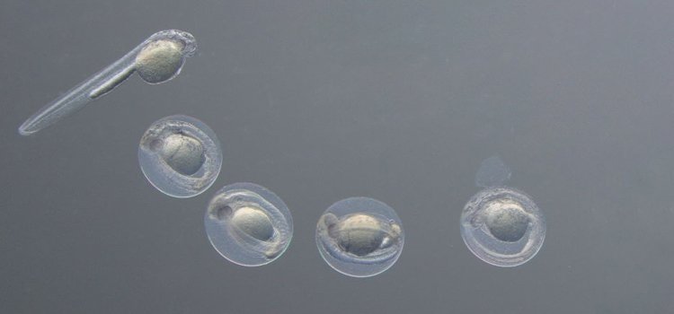Hatching zebrafish 48hpf in Rottermann Contrast Hatching zebrafish 48hpf in Rottermann Contrast