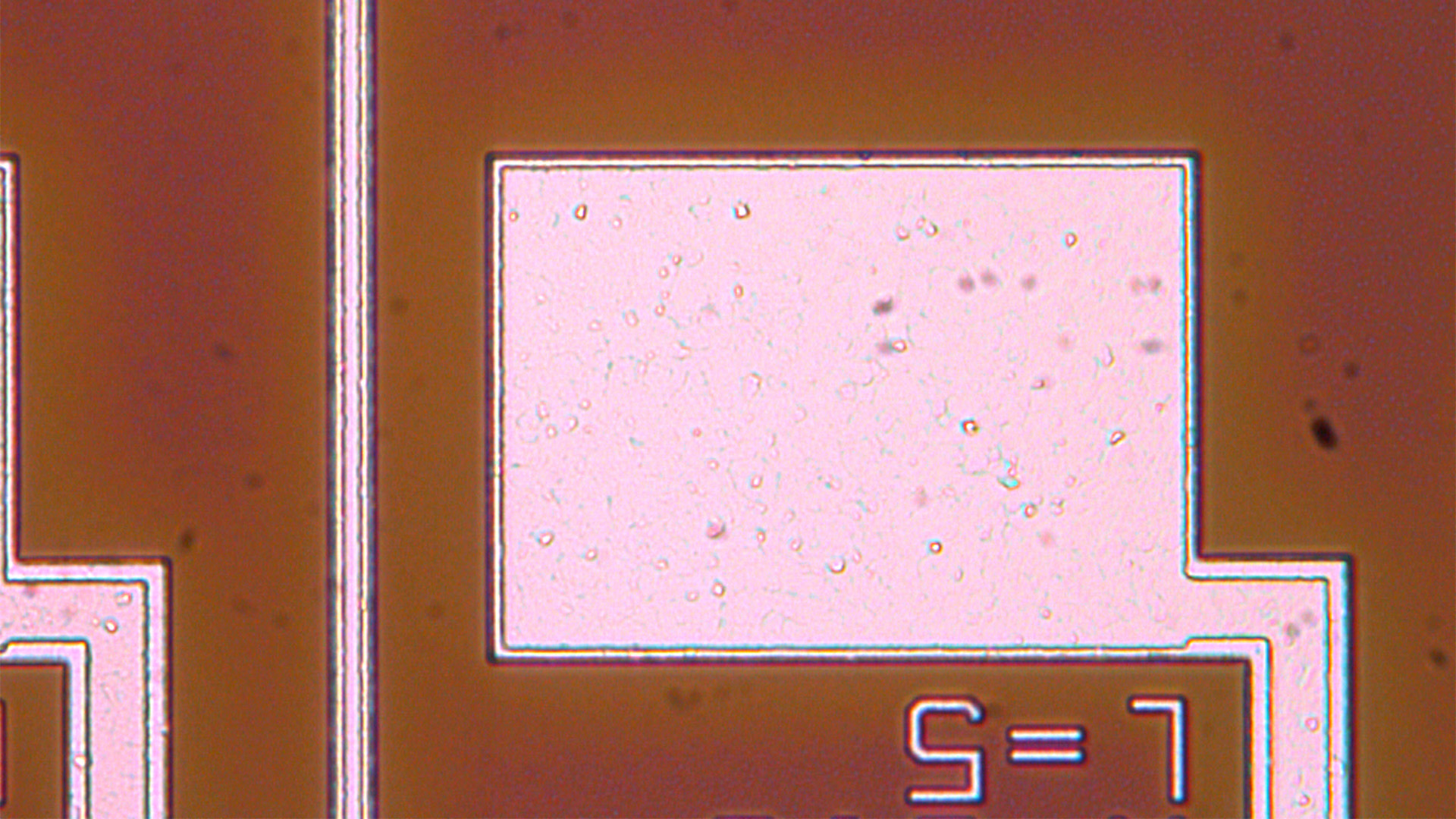Inspection of a semiconductor patterned with integrated circuits (ICs). Image of a region acquired with optical microscopy and brightfield illumination. 