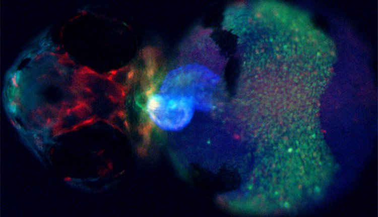 Leica M205 FA images of transgenic zebrafish larva having the fluorescent proteins myl7 