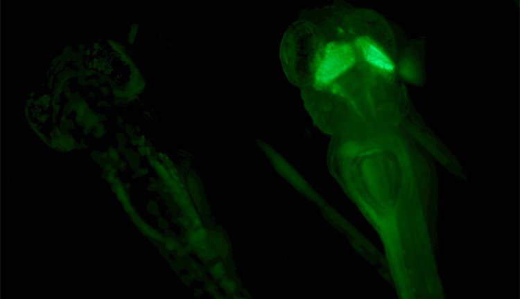 Screening von fluoreszierenden Zebrafischen